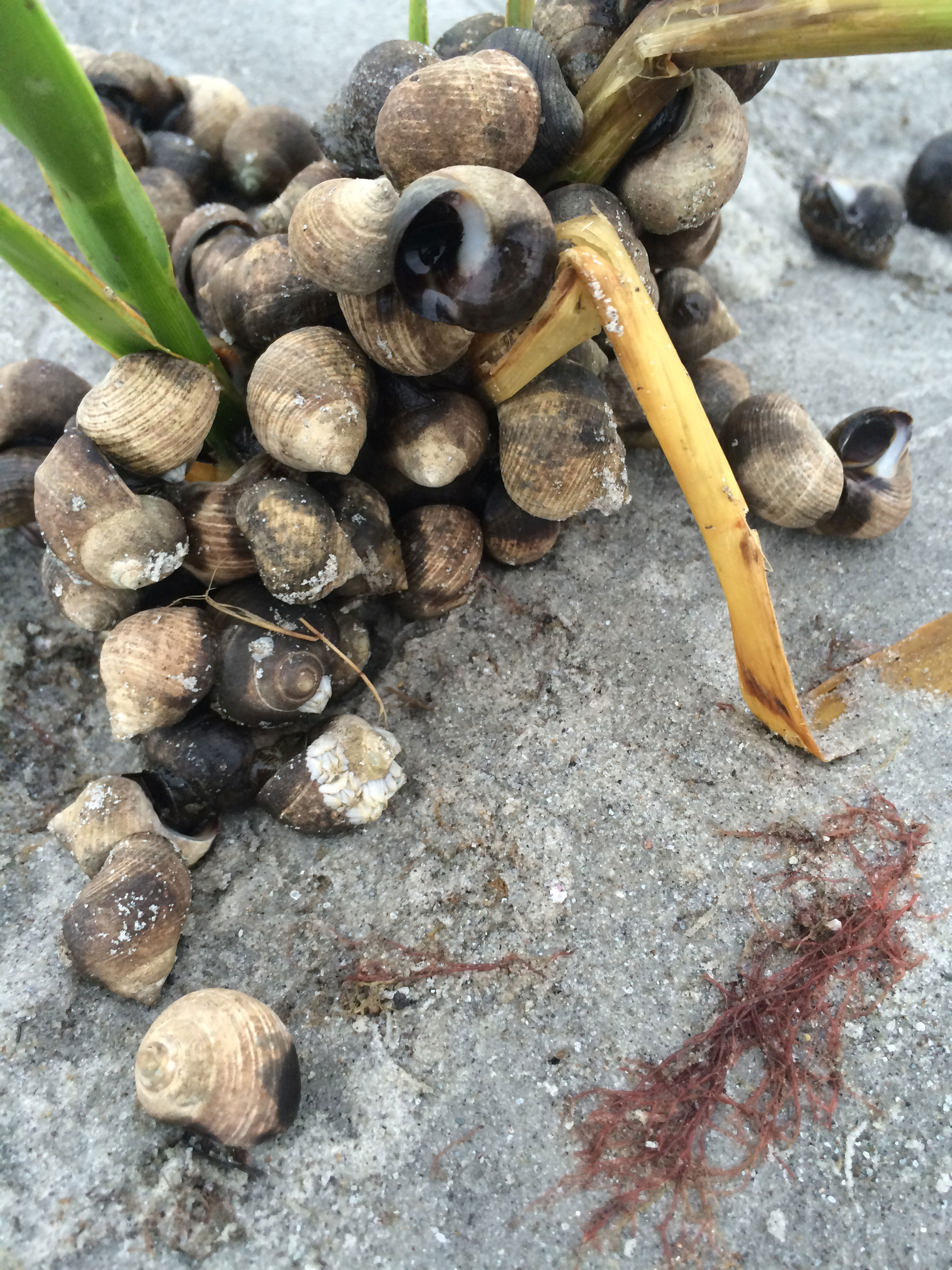 maura_cronin_photo-shells